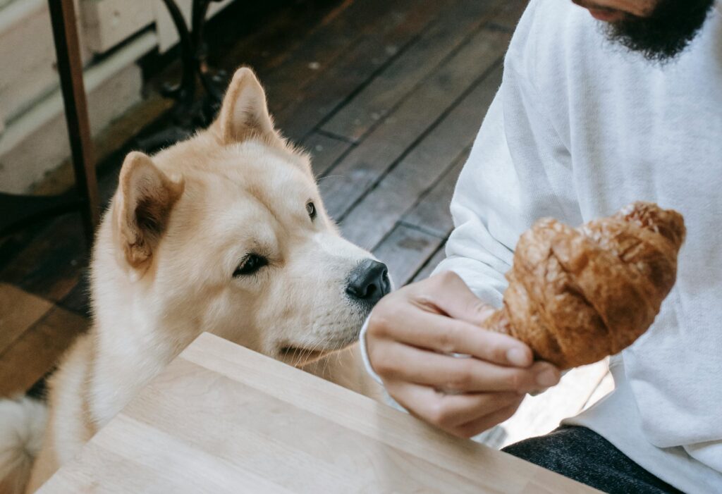 dog begging at table