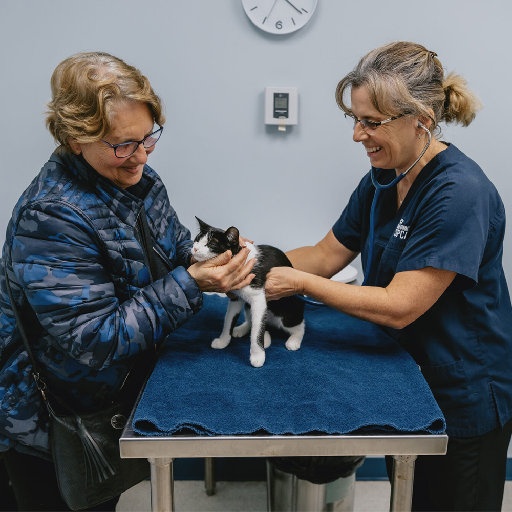 A veterinarian examining a black and white cat on a blue towel while the cat’s owner gently holds its head, both smiling in a clinic exam room.