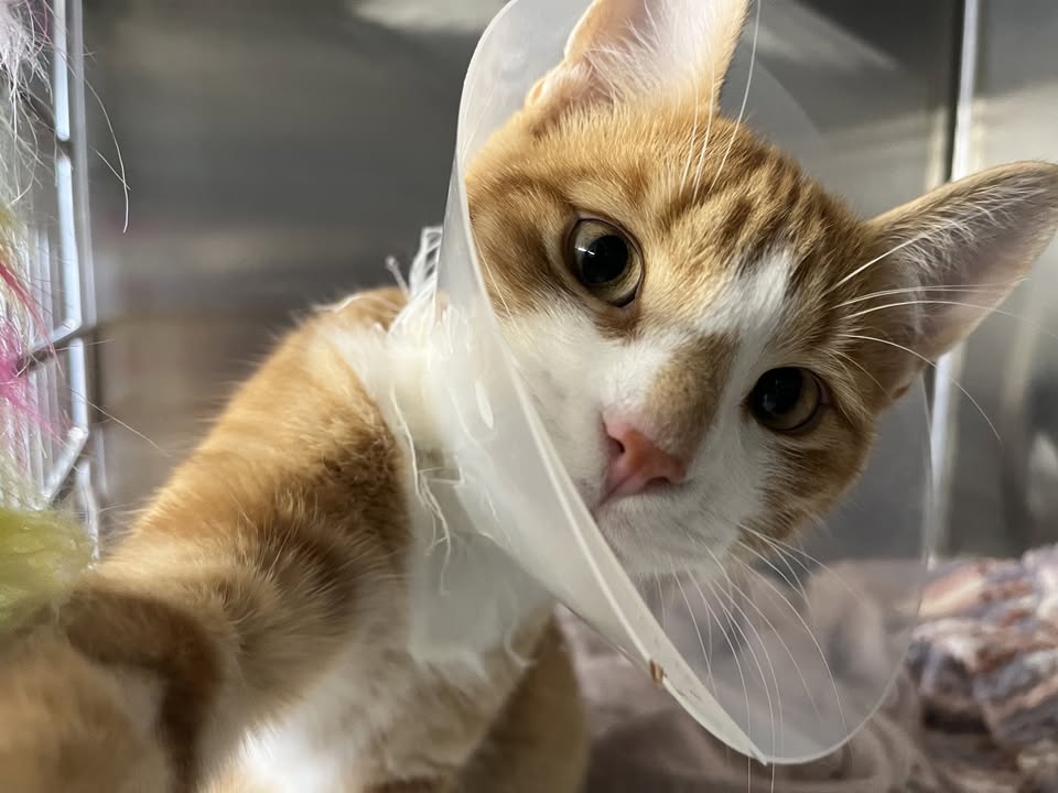 Orange and white cat recovering from surgery while wearing a protective cone collar.