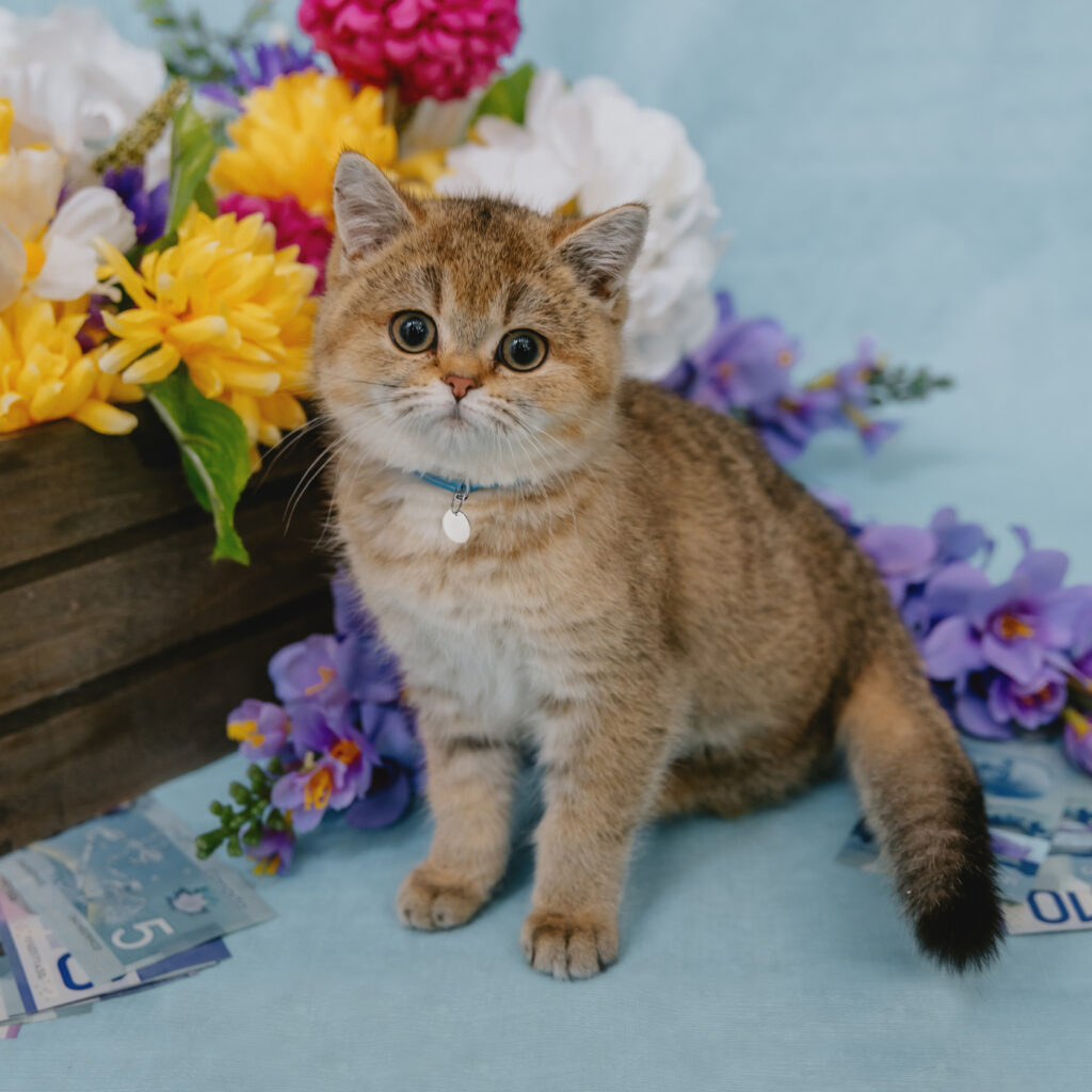 Golden tabby kitten sitting beside colourful flowers with Canadian dollar bills in the background.