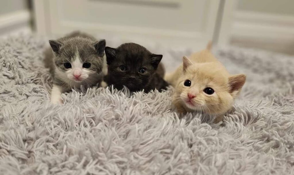 kittens