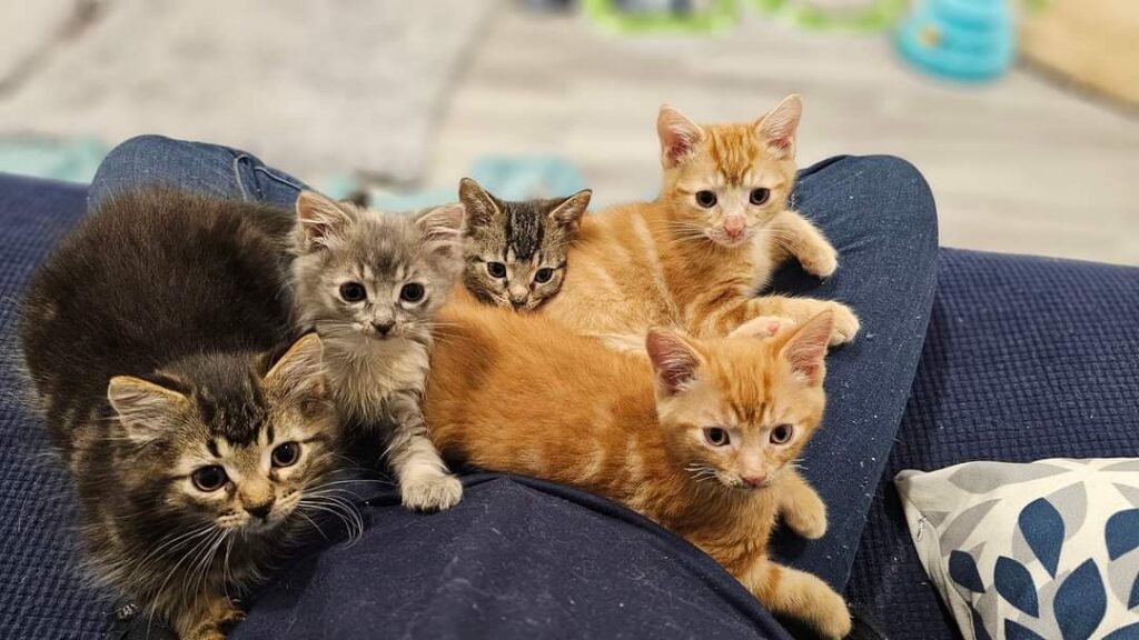 kittens