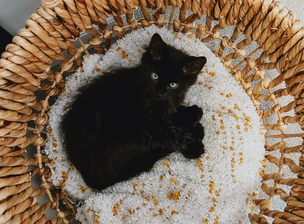 kitten in basket
