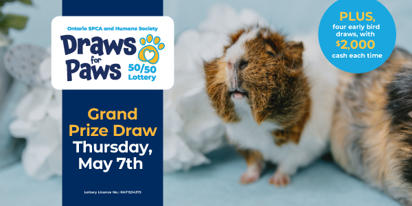 Draws for Paws 50/50 lottery banner featuring a guinea pig and announcing the grand prize draw on Thursday, May 7 with early bird prizes.