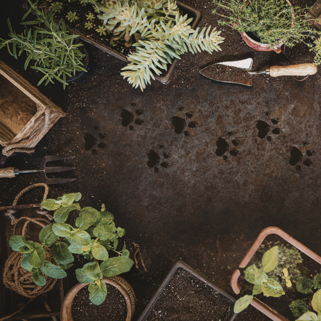bird's eye view image of garden with plants, tools and paw prints in the soil.
