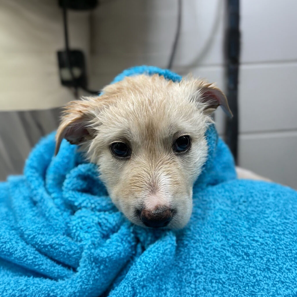 Close-up of a small puppy wrapped in a blue towel, resting its head and looking toward the camera.