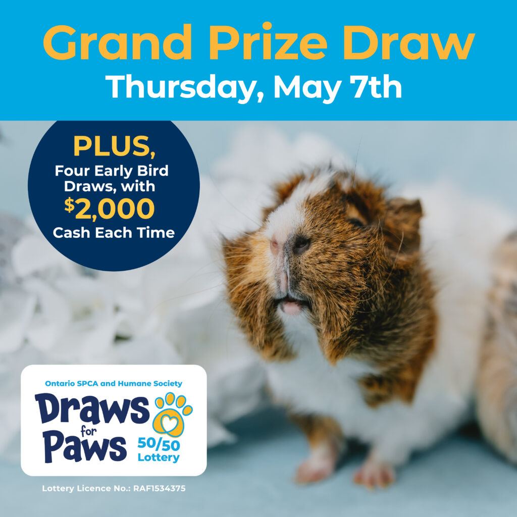 Guinea pig lotto graphic
