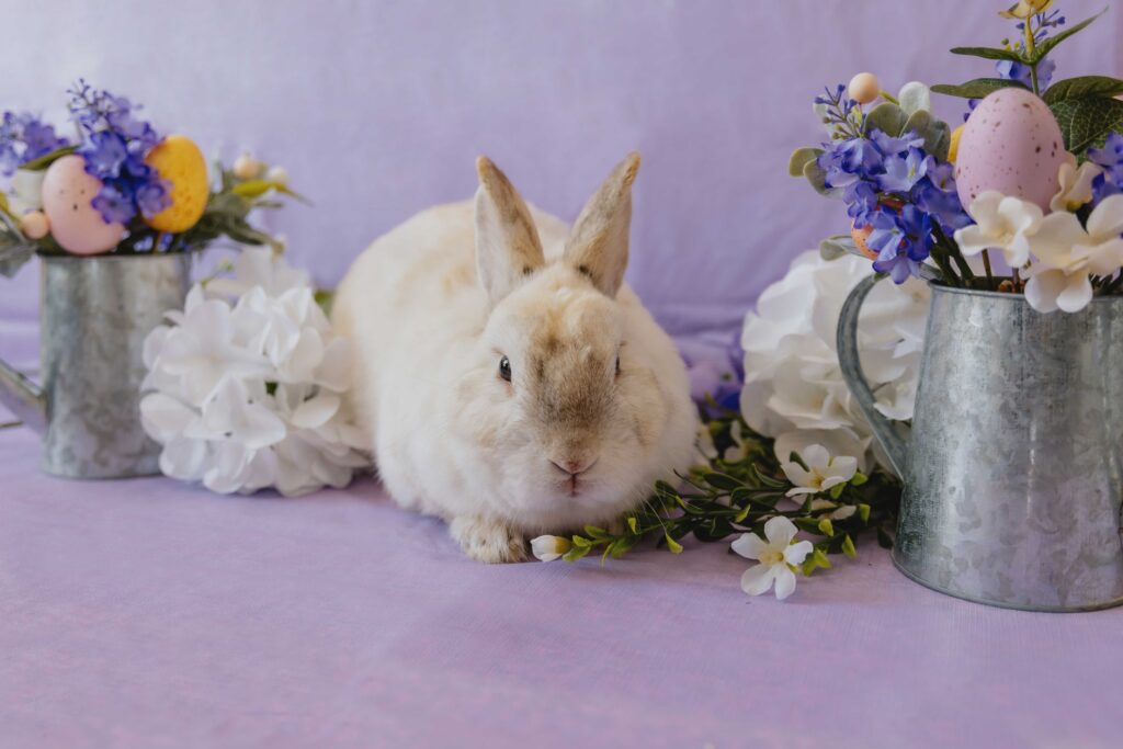 Rabbit