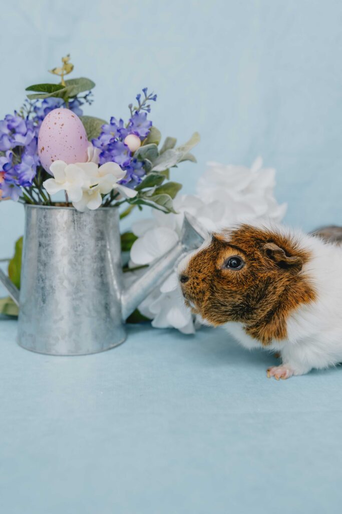 Guinea pig