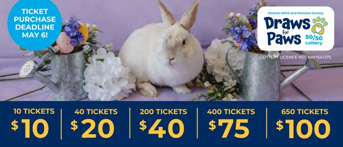 Draws for Paws 50/50 lottery banner featuring a rabbit and ticket bundle pricing with a May 6 ticket purchase deadline