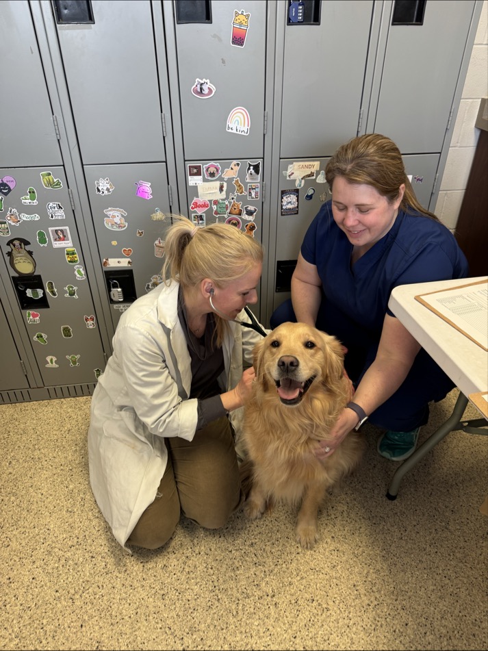 Golden retriever