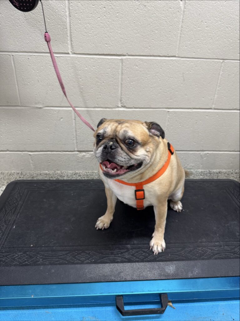 Pug