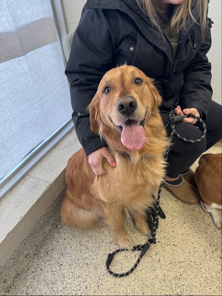 Golden retriever