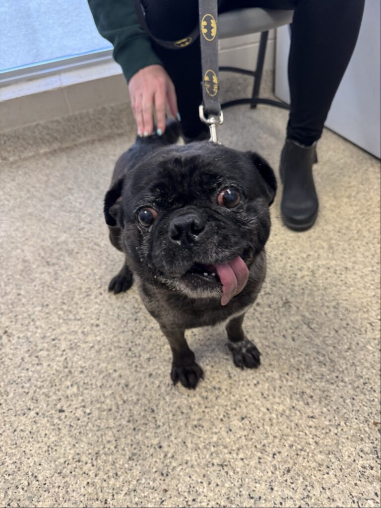 Pug