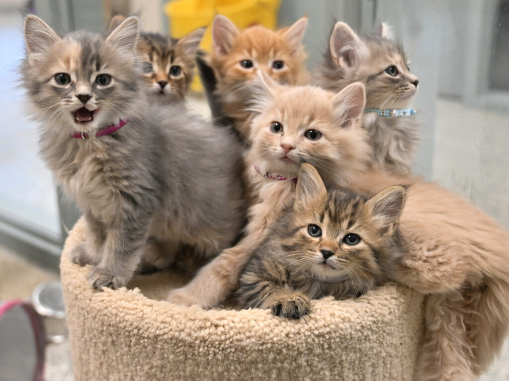 kittens