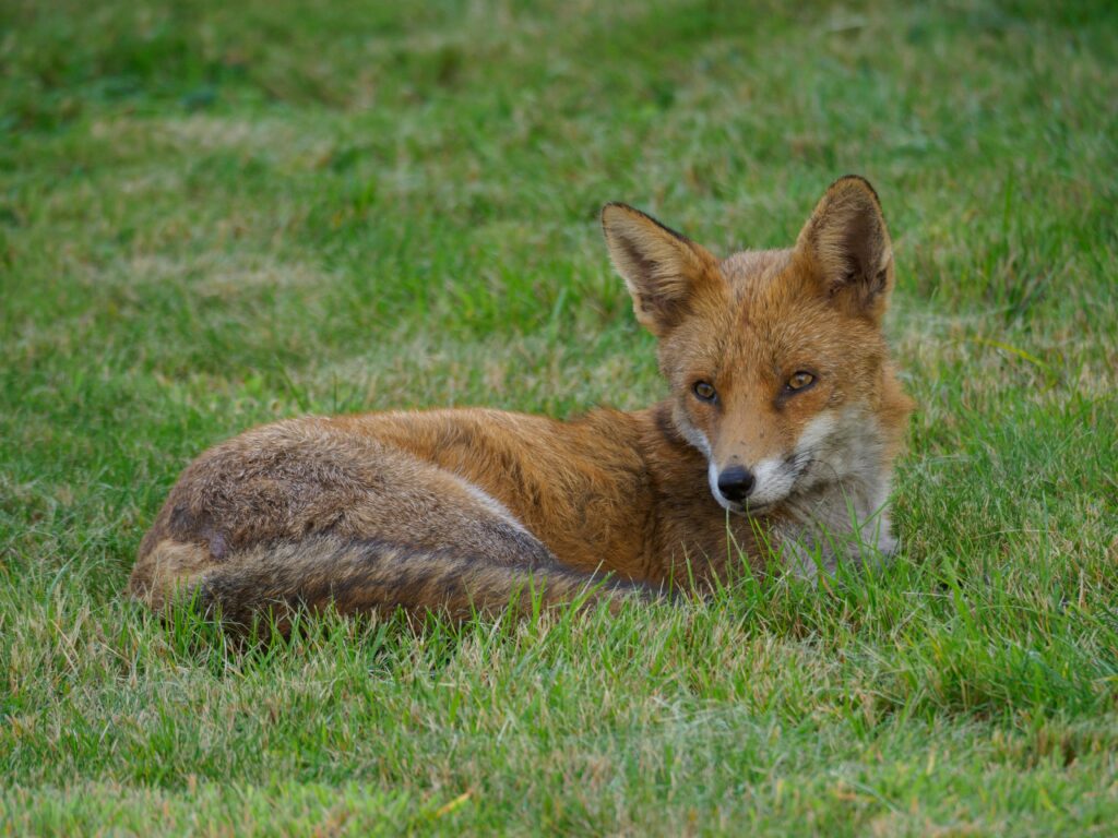 red fox