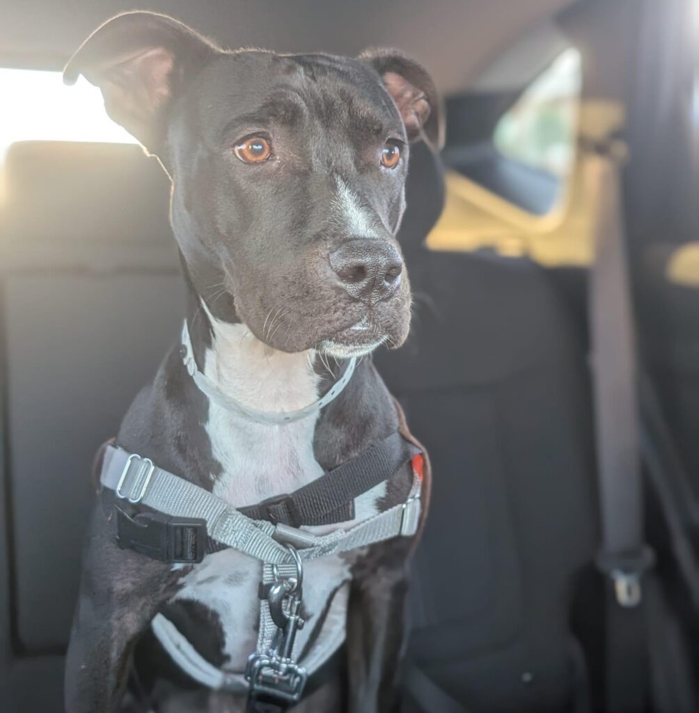 Black and white dog sitting in back seat of car with harness on.