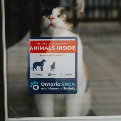 Cat sitting behind a window with an Ontario SPCA and Humane Society “Animals Inside” emergency sticker displayed
