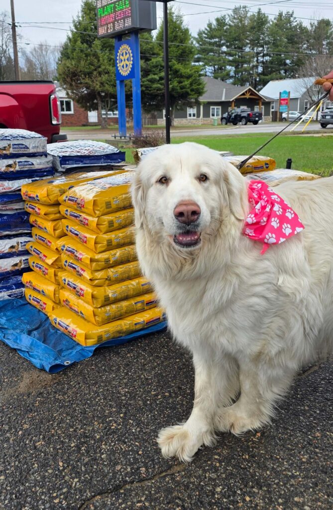 White fluffy dog beside pile of donated food