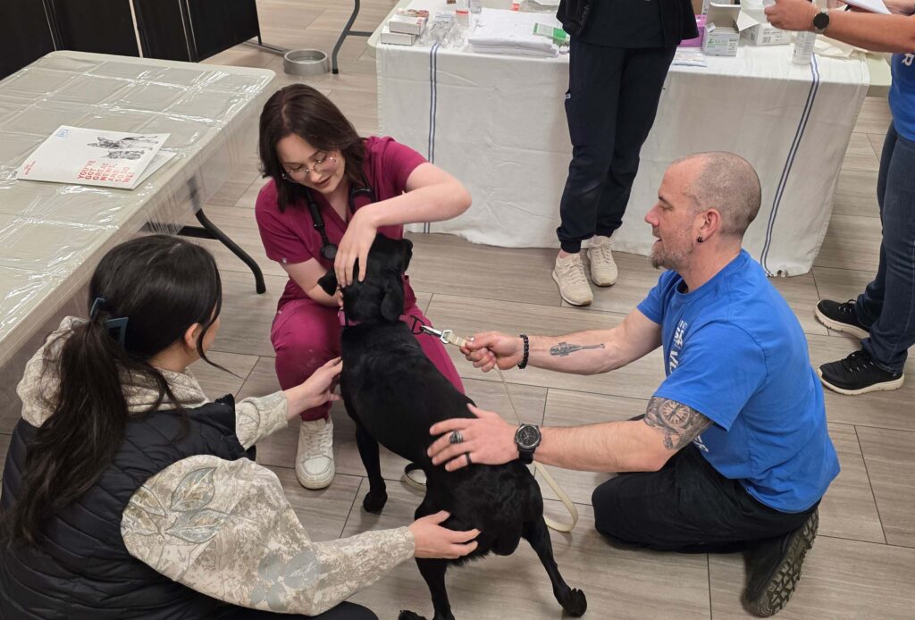 Black dog having its ears checked by veterinarian