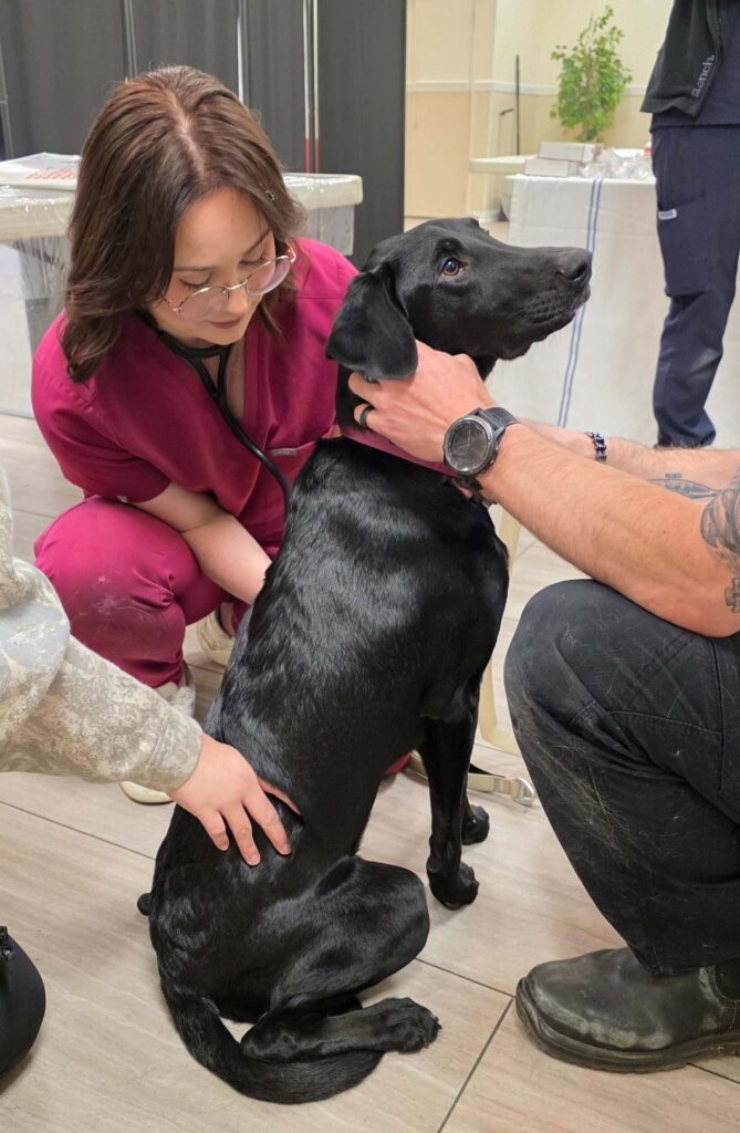 Black dog being checked by veterinarian