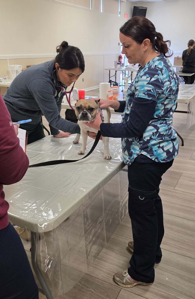 Small dog being examined by veterinarian on table