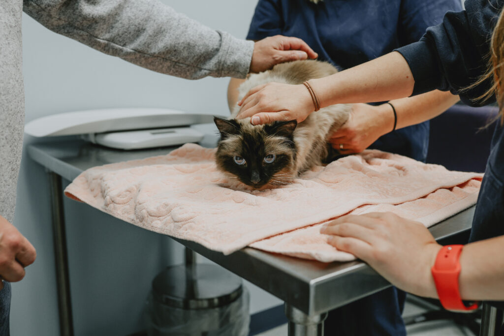 fluffy cat an veterinary table being pet by people