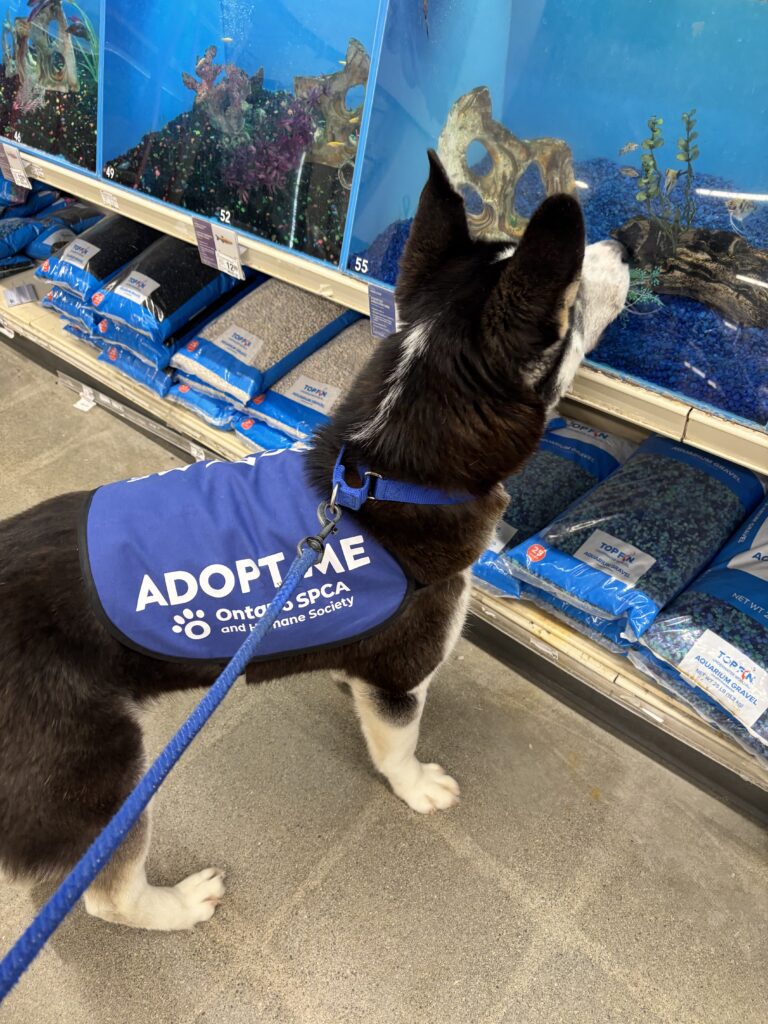 Dog wearing blue Adopt Me vest looking at dish tank at pet store