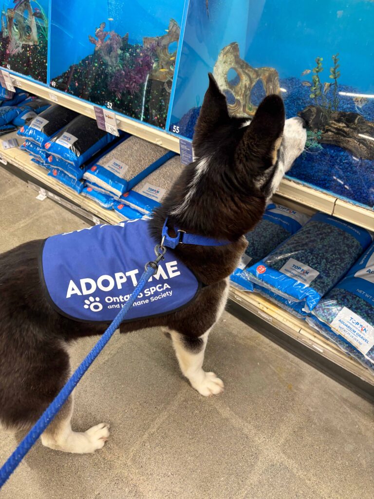 Dog wearing a blue vest staring at fish in tank at pat store