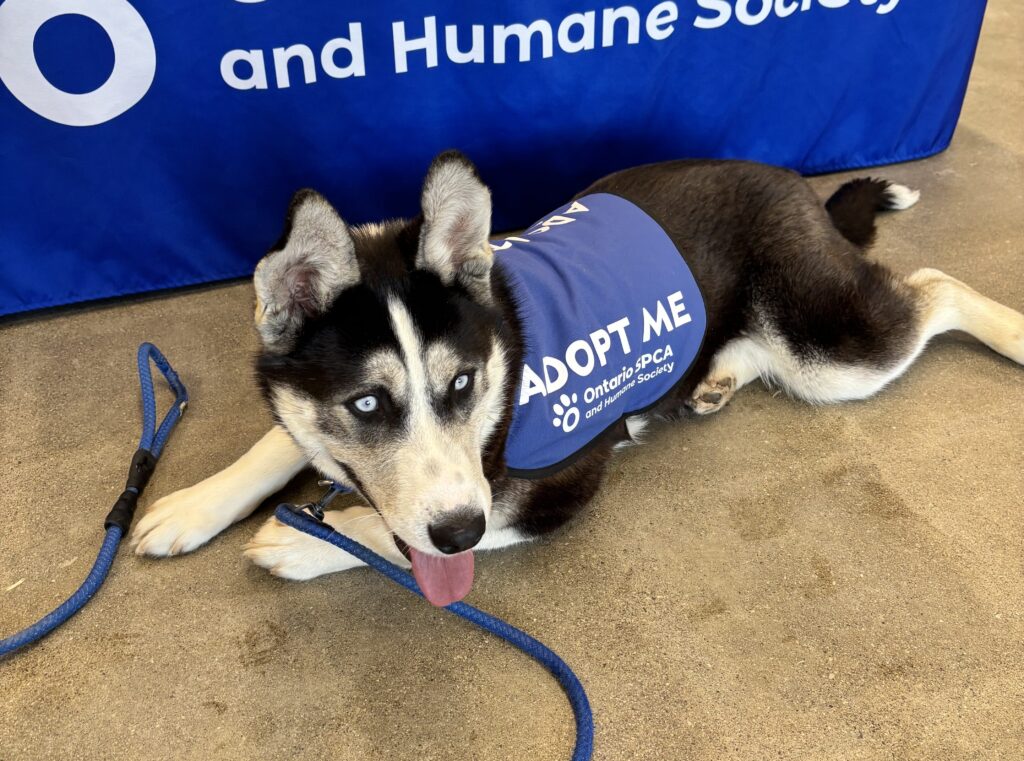 Dog laying down in front of Ontario SPCA banner wearing a blue Adopt Me vest