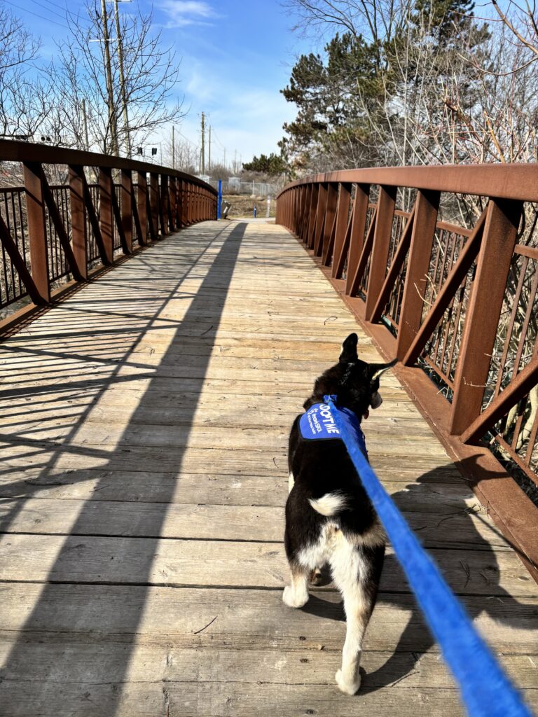 Dog wearing blue Adopt Me vest walking over bridge