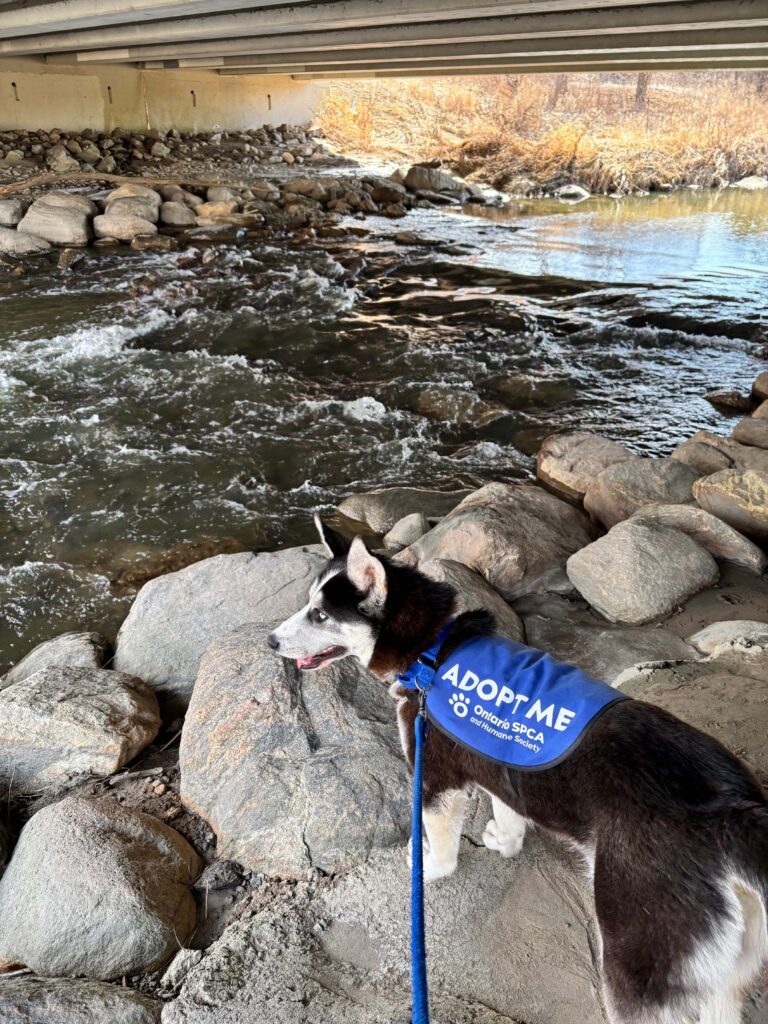 Dog wearing blue Adopt Me vest beside river