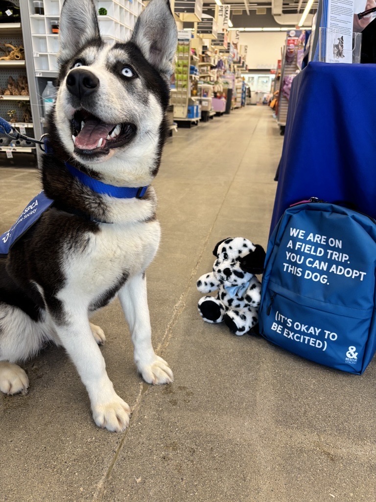 Dog sitting in pet store beside blue backpack