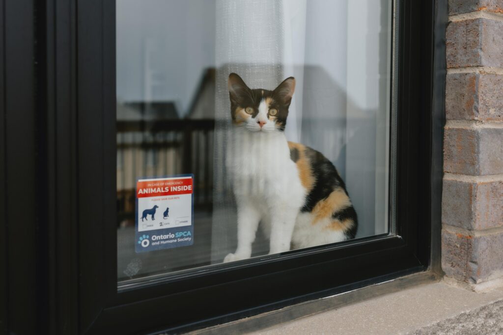 Calico cat sitting inside by a window with an Ontario SPCA and Humane Society “Animals Inside” emergency sticker visible on the glass