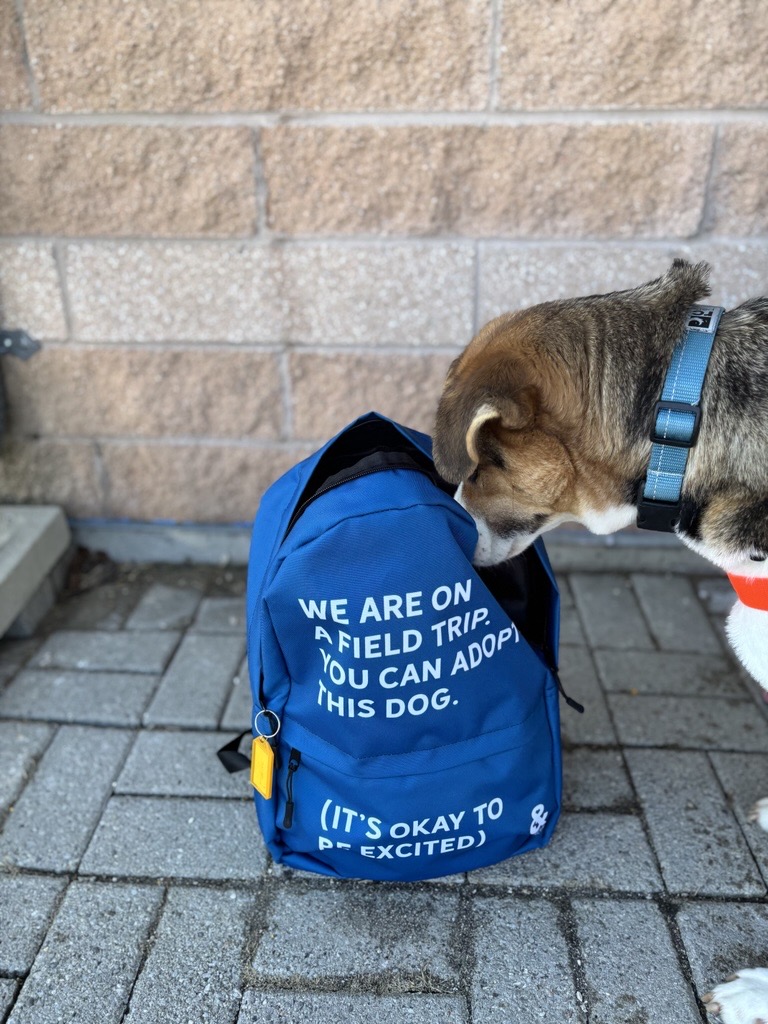 Dog looking into blue backpack