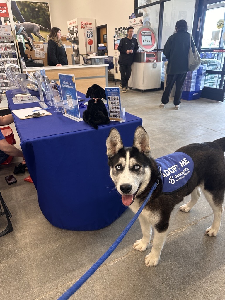Dog standing beside blue table at pet store wearing a blue vest