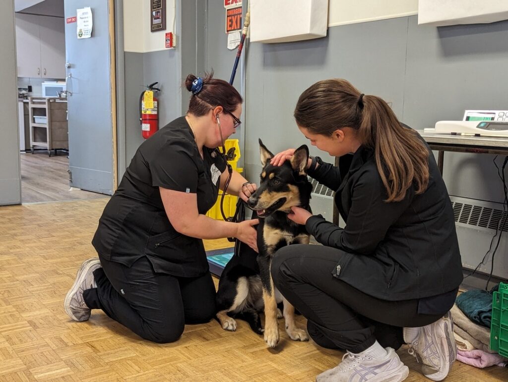 Two veterinary staff kneeling and examining a black and tan dog during a wellness check in a clinic setting