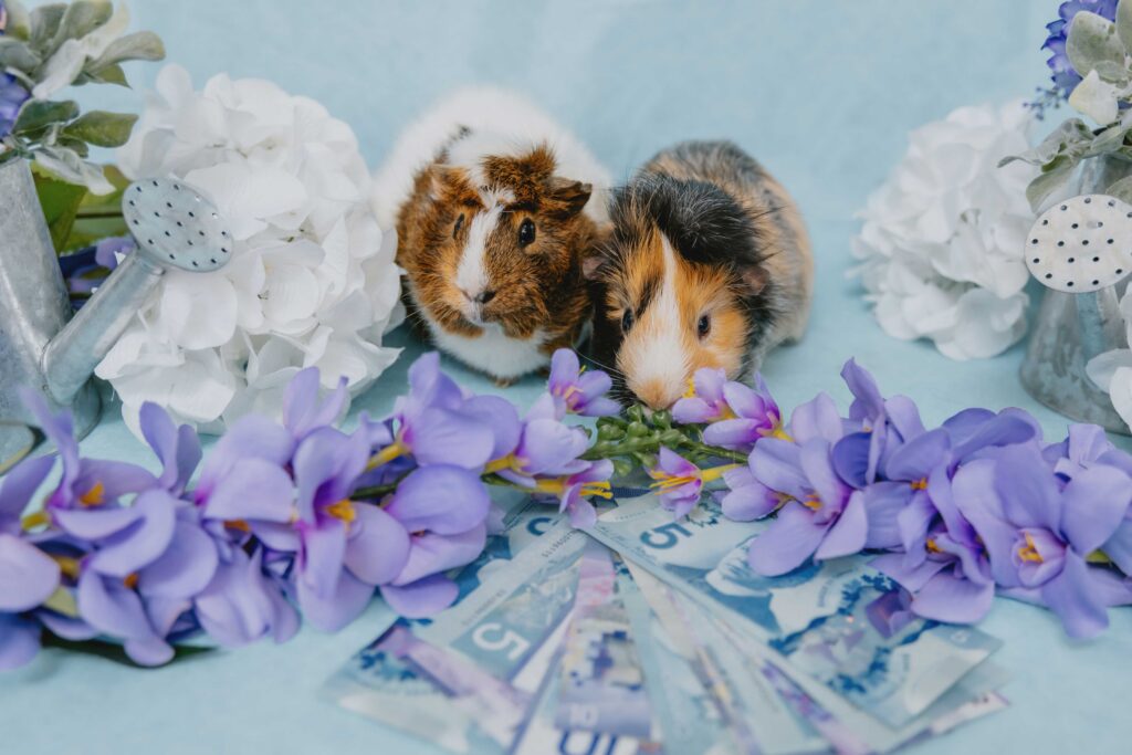 Guinea pigs beside flowers and money with a pale blue background