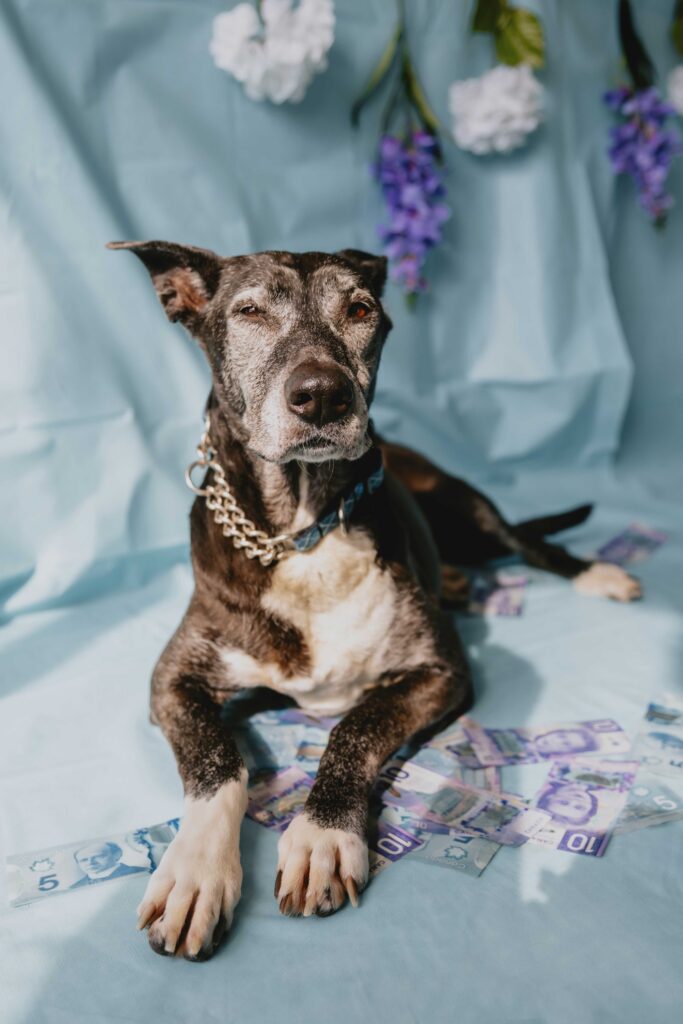 Dog laying down surrounded by money and flowers with a pale blue background