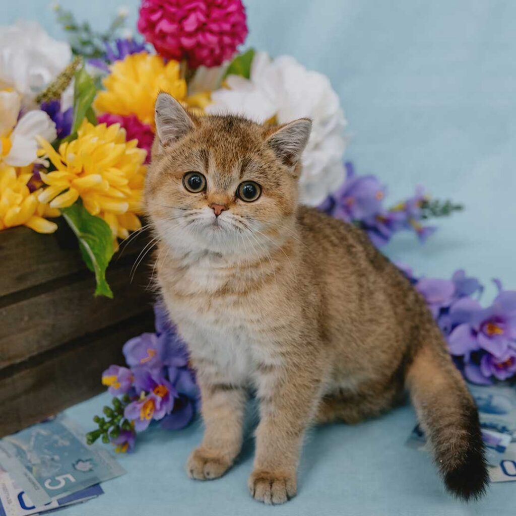 Brown tabby kitten sitting in front of colorful flowers on a light blue background