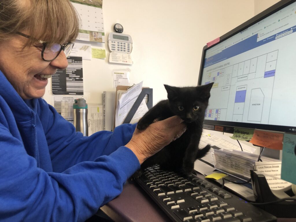 Woman playing with kitten on computer keyboard