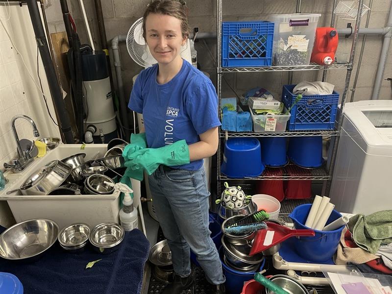 Female volunteer washing animal dishes at centre