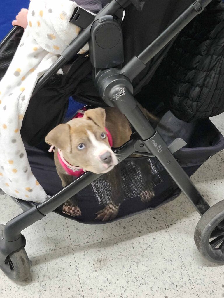 Brown-and-white puppy with bright blue eyes sitting in the lower basket of a black stroller, looking up at the camera.