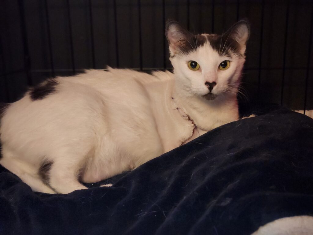 A white cat with black markings lies curled on a dark blue blanket inside a crate, looking directly at the camera with wide yellow-green eyes. The cat has visible stitches along the side of its neck/chest area, and its ears are perked up alertly.