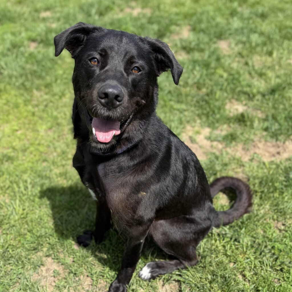 Find your new best friend during the Ontario SPCA's Spring