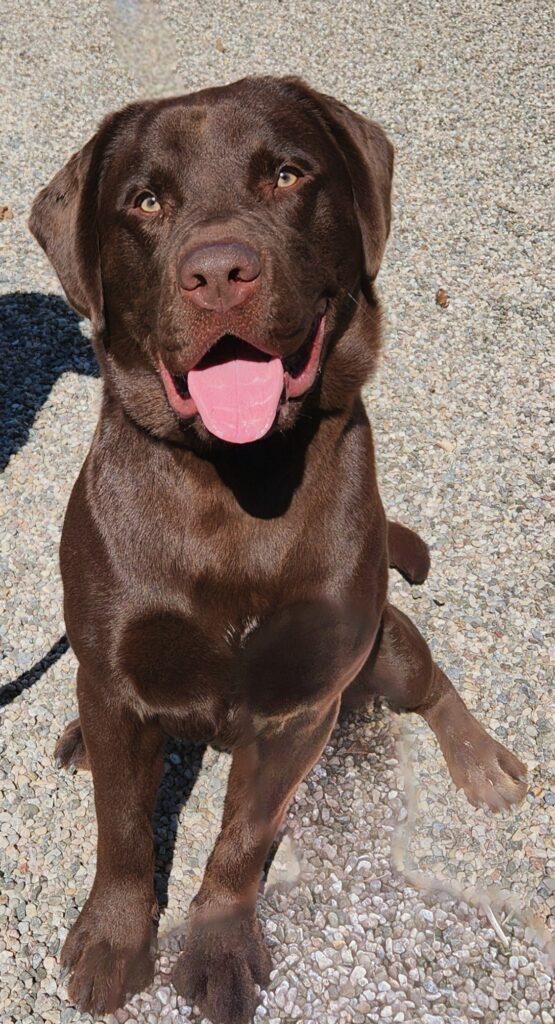 brown dog sitting on gravel looking at camera
