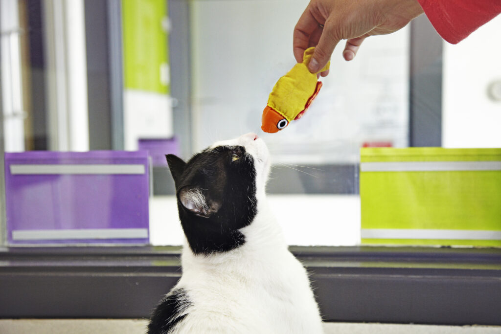 Hand holding fish cat toy up to cat's nose