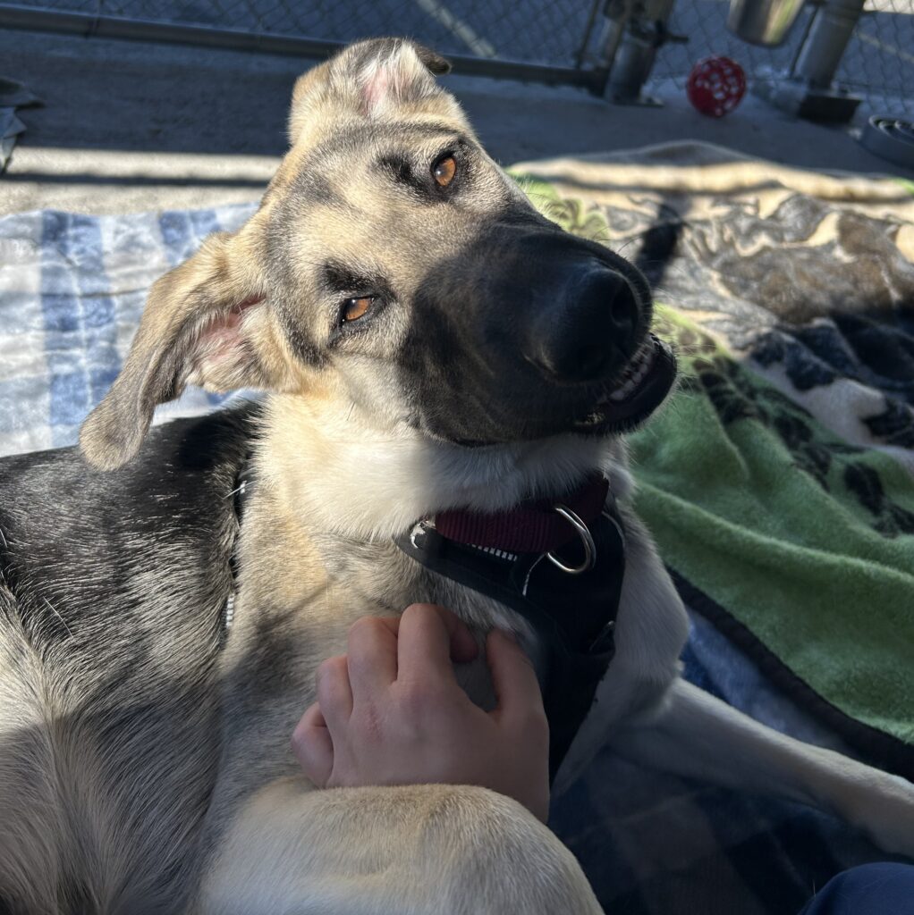 dog looking at camera while being pet