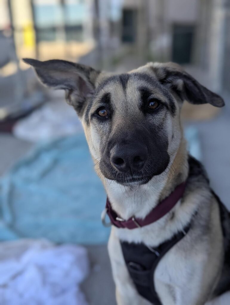 dog staring at camera with kennel in background