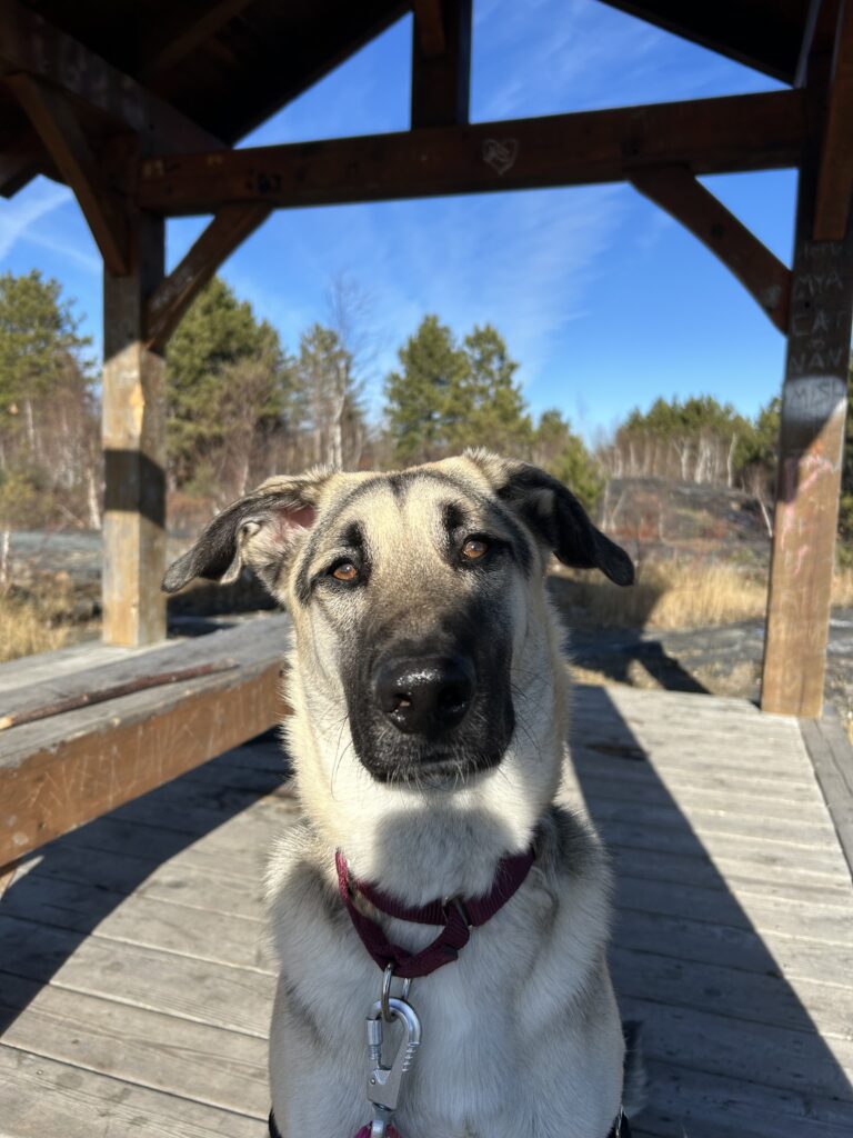 dog staring at camera with trees in background